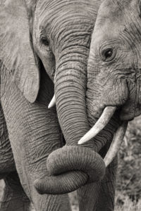 Pro Photo Safaris - Iky's Photographic, Shamwari Game Reserve