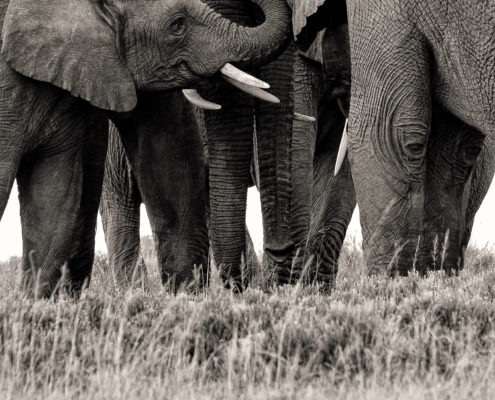 Pro Photo Safaris - Iky's Photographic, Shamwari Game Reserve