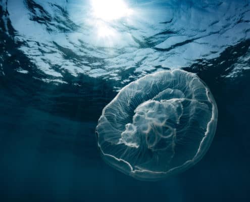 A moon jelly drifts through the shallow waters off the coast of Key West, Florida, USA. Moon jellies are of scientific interest because an overabundance of moon jellies (and other species of jellyfish) can mean that a particular ecosystem may be too high in nutrients and too low in oxygen (moon jellies reproduce best under these conditions). No bait was used to attract the moon jelly.