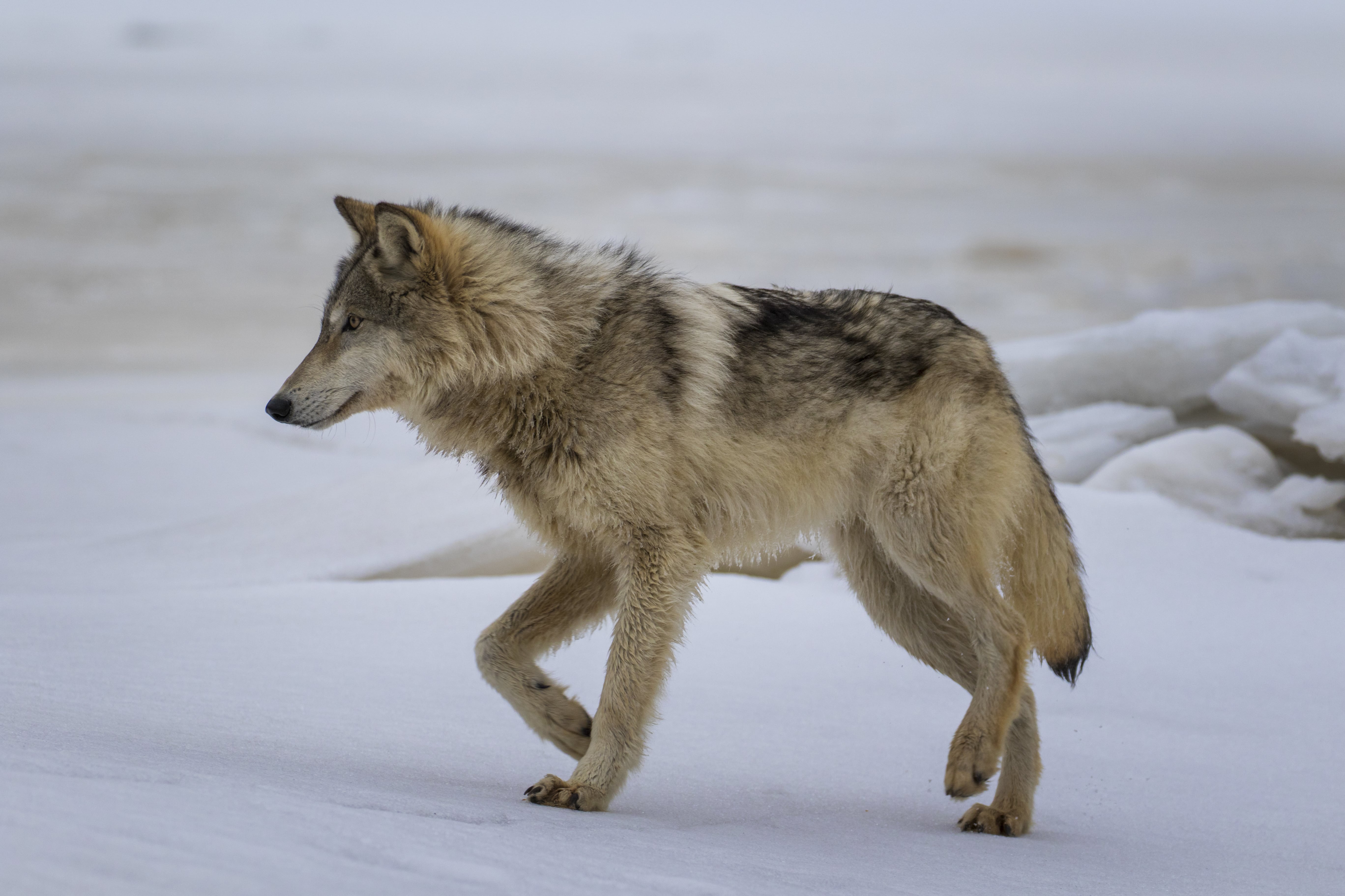 Gray Wolf on Kettle River - Terry Swanson - WorldPix Foundation